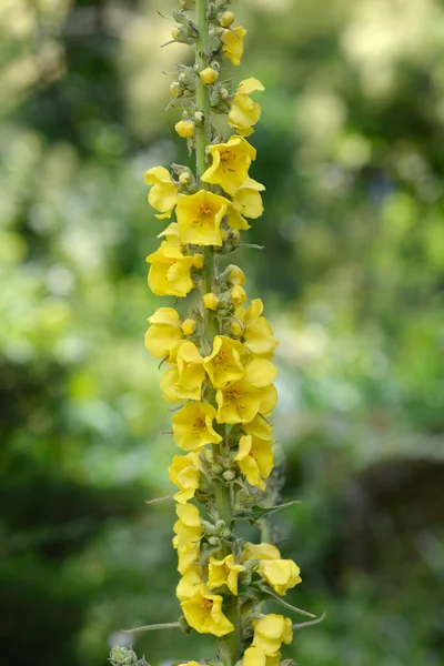 Flores Cauda Cordeiros Nome Latino Verbascum Híbridos — Fotografia de Stock