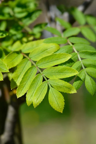 Common Mountain Ash Branch New Leaves Latin Name Sorbus Aucuparia — Stock Photo, Image