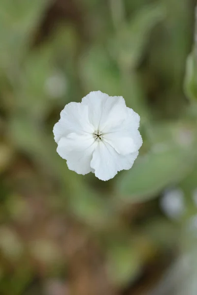 Rosa Blanca Campion Flower Nombre Latino Silene Coronaria Alba —  Fotos de Stock