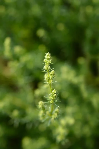 Mediterranean Bedstraw Flower Buds Latin Name Galium Lucidum Subsp Corrudifolium — Stock Photo, Image
