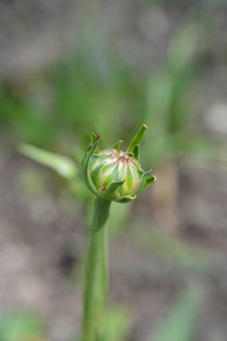 Beyaz çiçek tomurcuğu - Latince adı - Armeria psödarmeria White