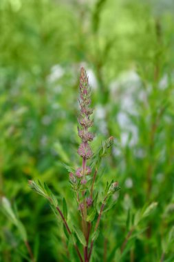 Mor gevşek çiçek tomurcukları - Latince adı - Lythrum salicaria