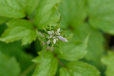 Tüp klematis yaprakları ve çiçek tomurcukları - Latince adı - Clematis heracleifolia