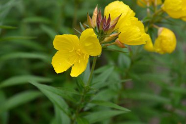 Dar yapraklı çuha çiçeği sarı çiçekleri - Latince adı - Oenothera fruticosa