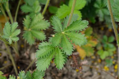 Slender cinquefoil yaprakları - Latince adı - Potentilla gracilis