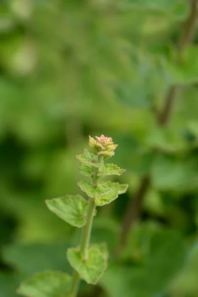 코니쉬 꽃봉오리 라틴어 Campanula Alliariifolia — 스톡 사진