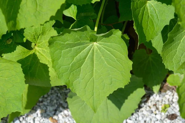 Valerian Green Leaves Latin Name Valeriana Alliariifolia — 스톡 사진