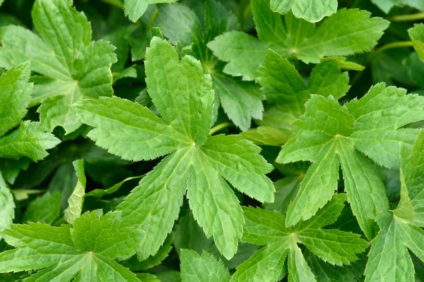 Carnic Masterwort Green Leaves Nama Latin Astrantia Carniolica — Stok Foto