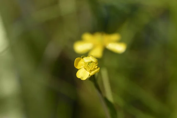 Malá Žlutá Květinka Latinský Název Ranunculus Flammula — Stock fotografie