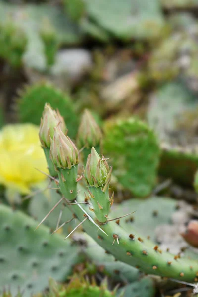 Ανατολικό Prickly Αχλάδι Μπουμπούκια Λατινική Ονομασία Opuntia Humifusa — Φωτογραφία Αρχείου