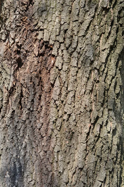 English Oak Bark Detail Lateinischer Name Quercus Robur — Stockfoto