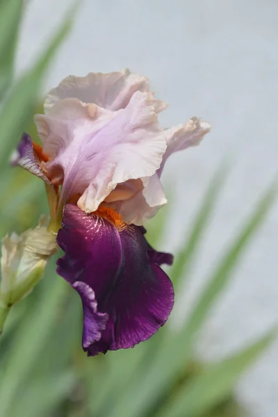 Wysoki Brodaty Tęczówka Kolor Splash Kwiat Łacińska Nazwa Iris Barbata — Zdjęcie stockowe