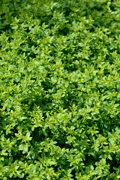 Φύλλα Γιασεμιού Του Χειμώνα Λατινική Ονομασία Jasminum Nudiflorum — Φωτογραφία Αρχείου