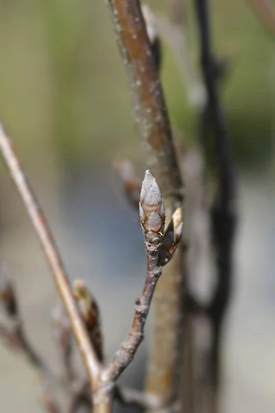 Beech Dawyck Gold Branch Leaf Buds Латинское Название Fagus Presidentatica — стоковое фото