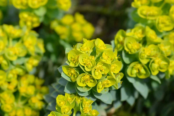 Myrtle Spurge Kwiaty Nazwa Łacińska Euphorbia Myrsinites — Zdjęcie stockowe