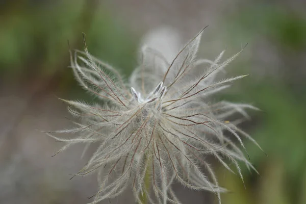 ブルーシベリアパスクの花の種子の頭 ラテン語名 プルサッラTurczanninovii — ストック写真