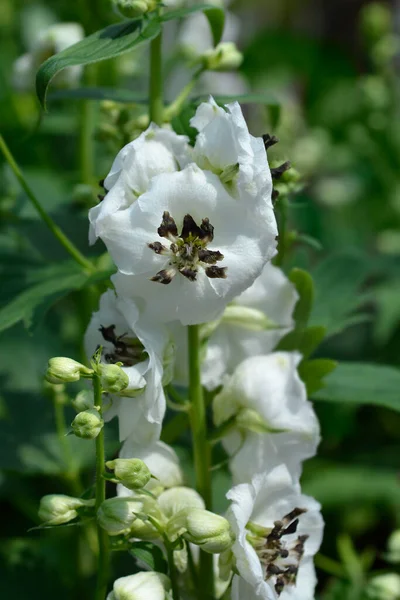 Delphinium White Flowers Latin Name Delphinium Magic Fountain White — Stock Photo, Image