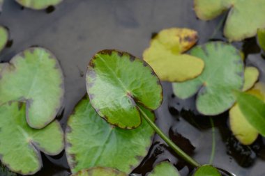 Sarı Yüzen Kalp yaprakları - Latince adı - Nymphoides peltata