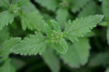 Çiçekçiler verbena çiçeği tomurcukları - Latince adı - Verbena melezleri