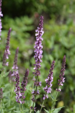 Wood Sage Rose Queen çiçekleri - Latince adı - Salvia x sylvestris Rose Queen