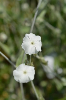 Beyaz gül karides - Latince adı - Silene coronaria Alba