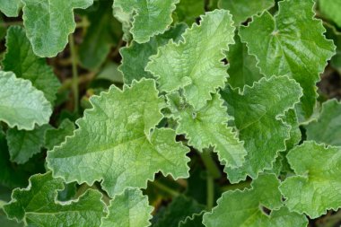 Salatalık yeşili püskürten Latince adı: 