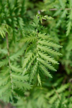 Tansi yaprakları - Latince adı - Tanasetum vulgare