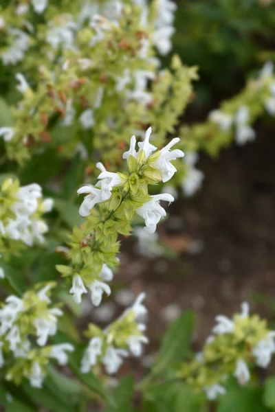 Bělokvětá Šalvěj Latinský Název Salvia Officinalis Alba — Stock fotografie