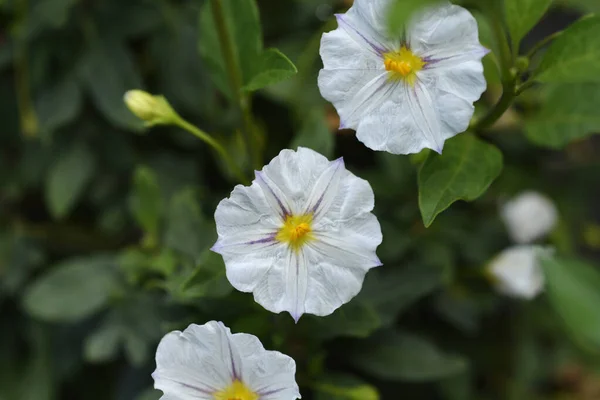 Flores Arbusto Batata Nome Latino Lycianthes Rantonnetii Alba — Fotografia de Stock