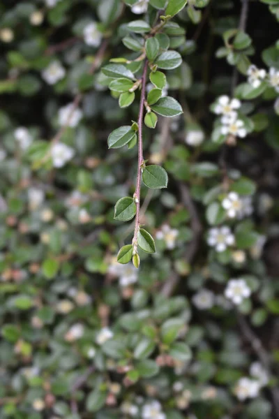 Bearberry Cotoneaster Radicans Branch Leaves Latin Name Cotoneaster Dammeri Radicans —  Fotos de Stock