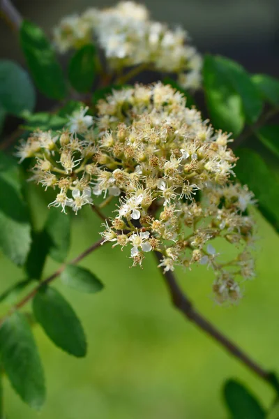 Common Mountain Ash Branch Flowers Latin Name Sorbus Aucuparia — Stock Photo, Image