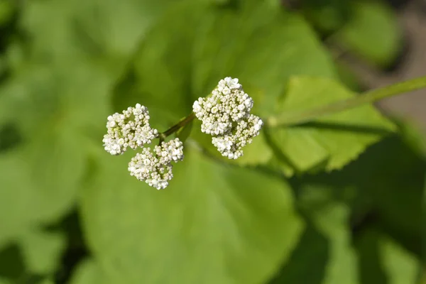 Βαλεριάνα Λευκό Λουλούδι Μπουμπούκια Λατινική Ονομασία Valeriana Alliariifolia — Φωτογραφία Αρχείου