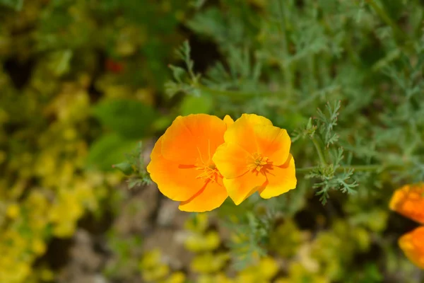 Zbliżenie Złoty Kwiat Mak Łacińska Nazwa Pozłotka Kalifornijska — Zdjęcie stockowe