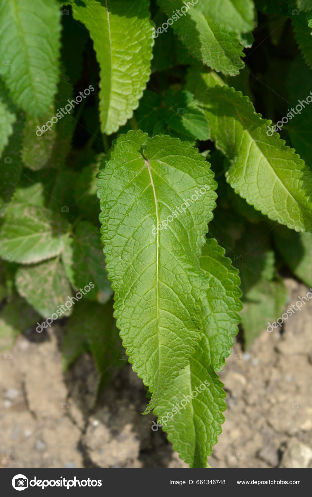 Folhas Verdes Hedgenettle Comuns Nome Latino Stachys Officinalis — Foto ©  nahhan #661346748, image size:1067x1700