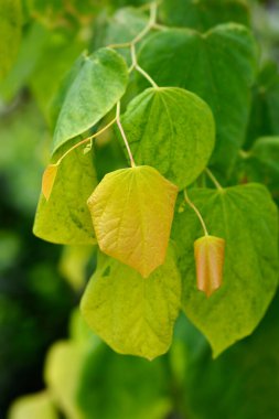 Doğu Kızıltomurcuk Yeni Yapraklı Doğan Güneş Şubesi Latince adı Cercis Kanadensis Doğan Güneş