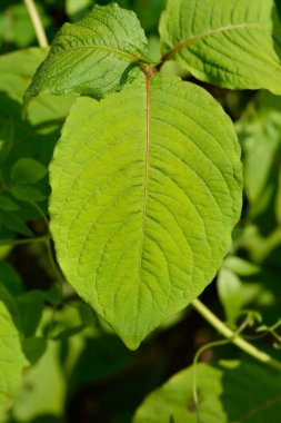 Japon düğümü yaprakları - Latince adı - Persicaria filiforis