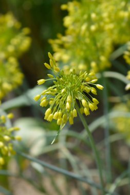 Süslü soğan sarı fantezi çiçekleri - Latince adı - Allium Yellow Fantasy