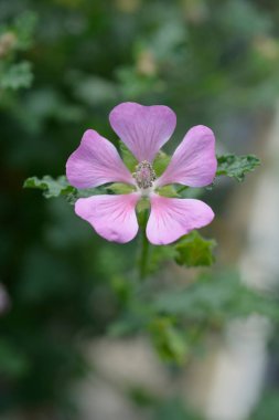 Cape mallow çiçeği - Latince adı - Anisodontea elegans