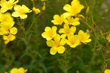 Altın keten çiçekleri - Latince adı - Linum flavum