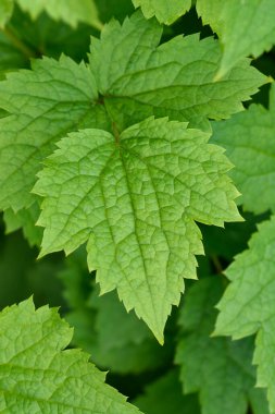 Tüp klematis yaprakları - Latince adı - Clematis heracleifolia