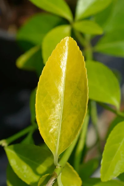 Japanes Spindle Dorado Leaves Latin Name Euonymus Japonicus Dorado — Stock Photo, Image