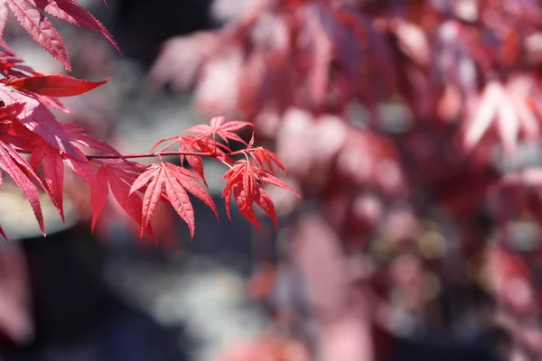 紅色の葉を持つ紫色のカエデの枝 ラテン語名 Acer Palmatum Atropurpupreum — ストック写真
