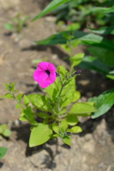 Violet Petunia Flower Латинское Название Petunia Intefrifolia — стоковое фото
