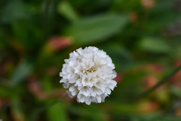 Μεγάλη Thrift Μπαλαρίνα Λευκό Λουλούδι Λατινική Ονομασία Armeria Pseudarmeria Ballerina — Φωτογραφία Αρχείου