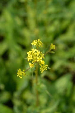 Türk roket çiçekleri - Latince adı - Bunias orientalis