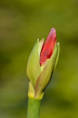 Amaryllis kırmızı çiçek tomurcuğu - Latince adı - Hippeastrum Royal Red