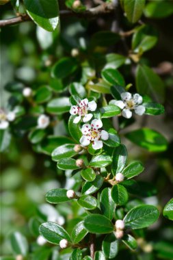 Çiçekli Bearberry cotoneaster şubesi - Latince adı - Cotoneaster dammeri
