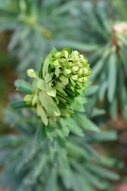 Siyah İnci çiçekleri - Latince adı Öforbi - Siyah İnci