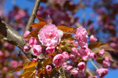 Japon kiraz çiçeği Kanzan - Latince adı - Prunus serrulata Kanzan