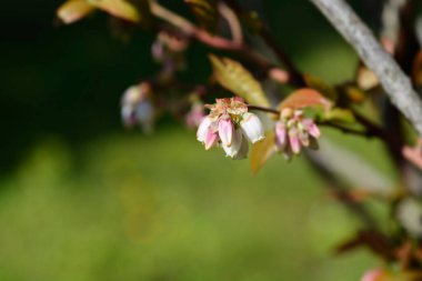 Blueberry Brigitta Blue white flowers - Latin name - Vaccinum corymbosum Brigitta Blue